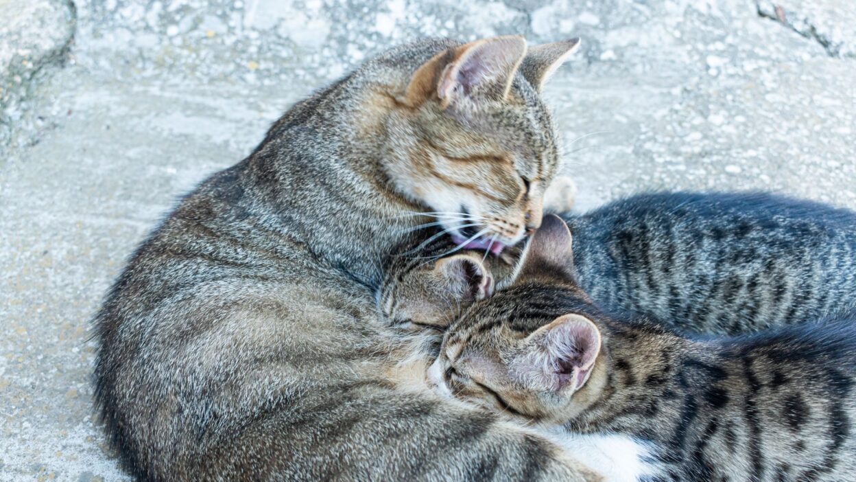 weaning kitten 13975879