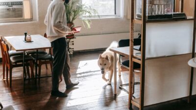 apartment cat dog 5749797