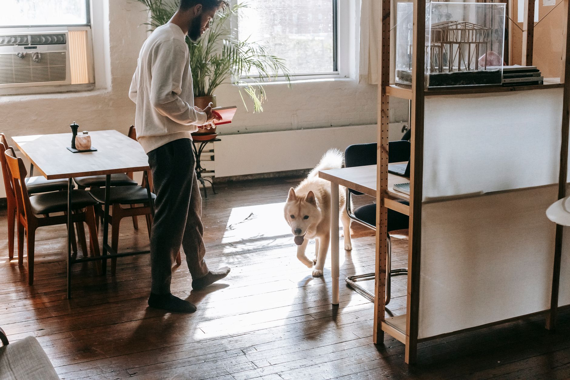 Apartman Yaşamına Uygun Kedi ve Köpek Irkları