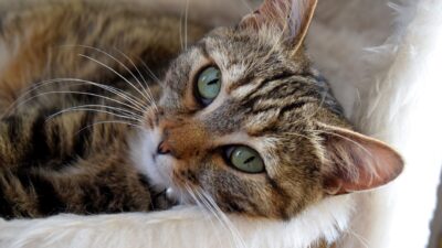 cat health dog 220876