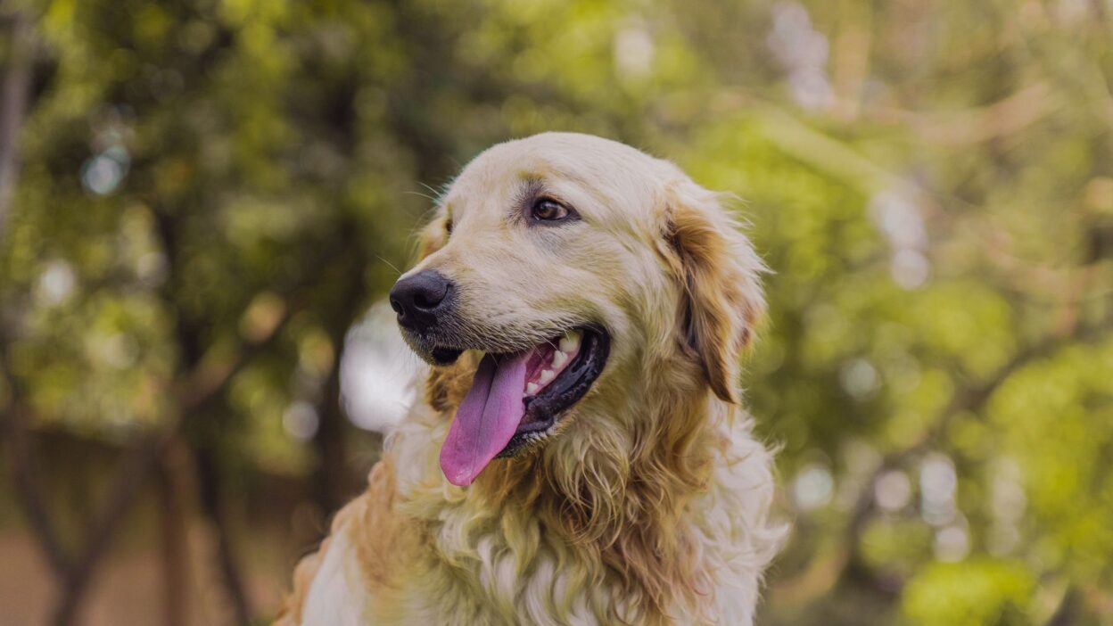 dog barf diet 11553780