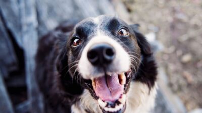 dog breath 551628