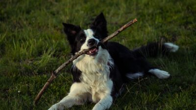 dog dental 37816569