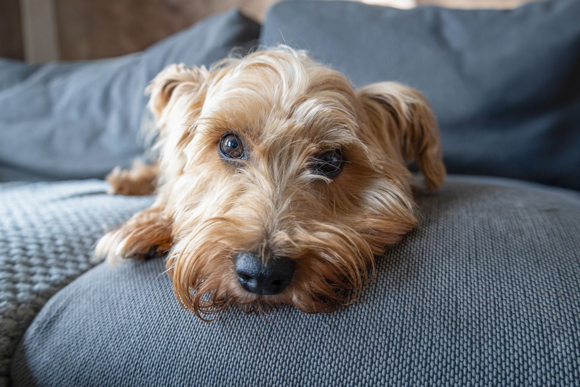 Köpek ve Kedilerde Göz Akıntısı Neden Olur?