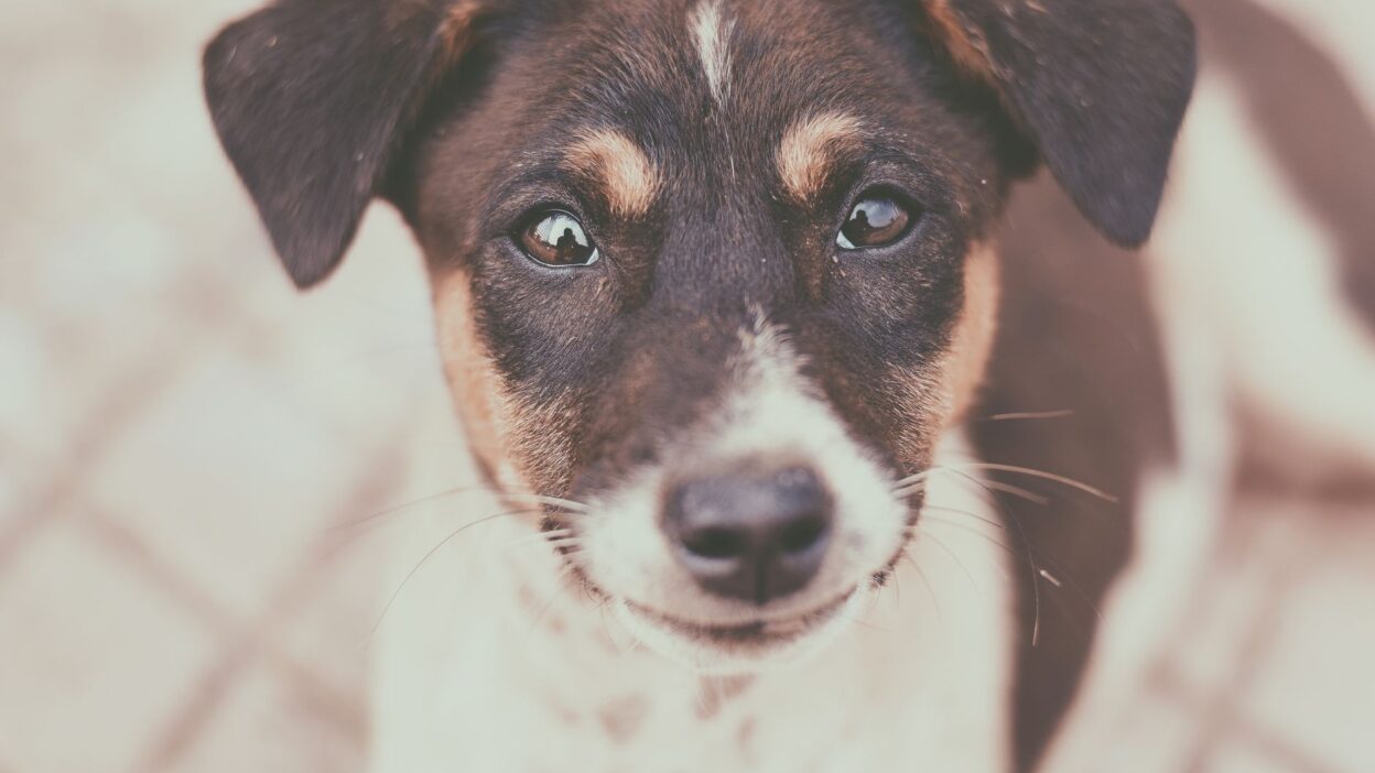 dog eye discharge 823213
