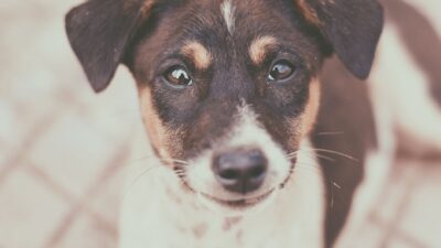 dog eye discharge 823213
