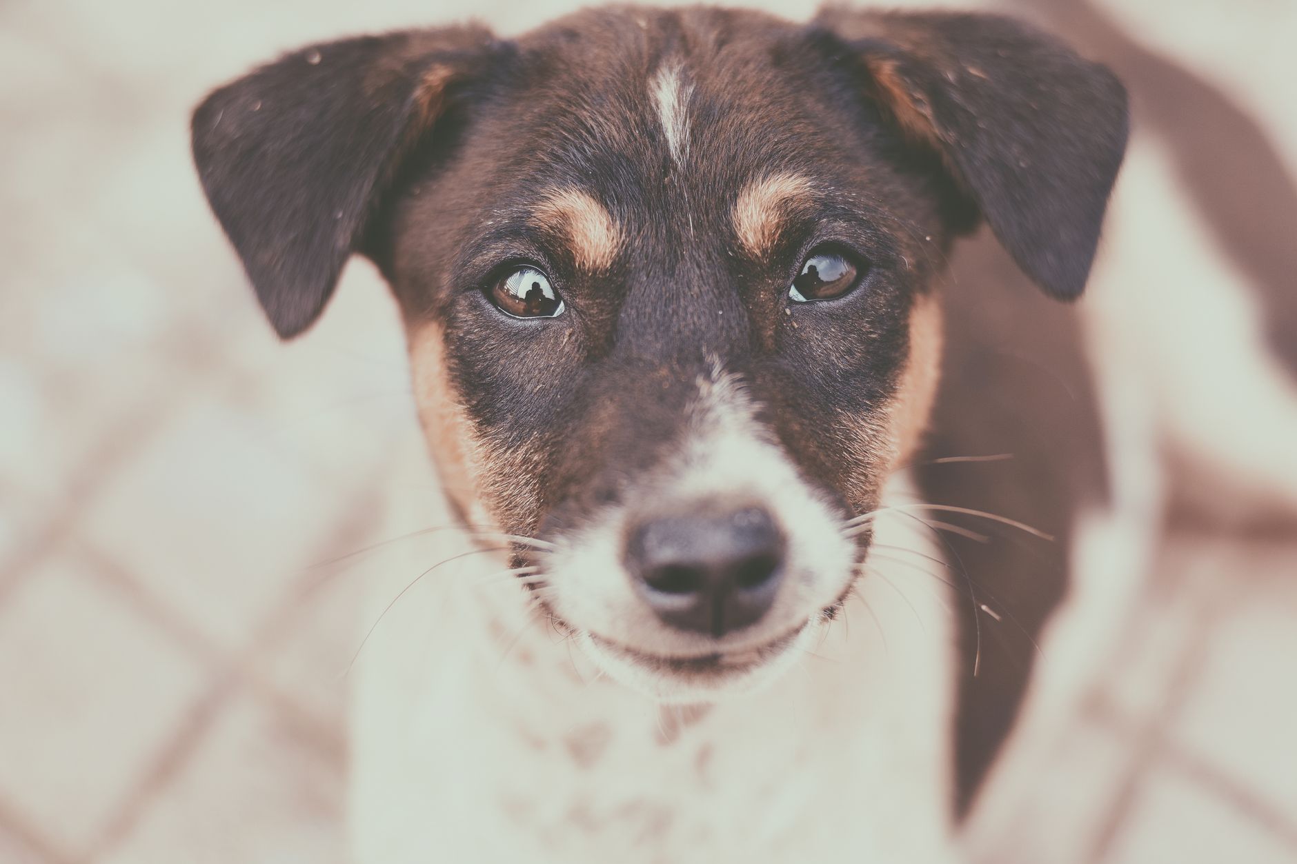Köpek ve Kedilerde Göz Akıntısı Neden Olur?