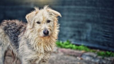 dog flea 19905781