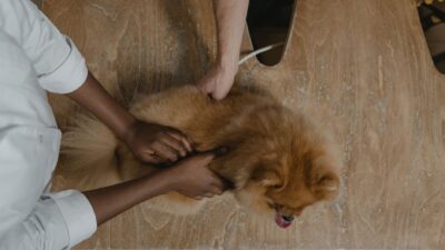 dog kidney health 6234598