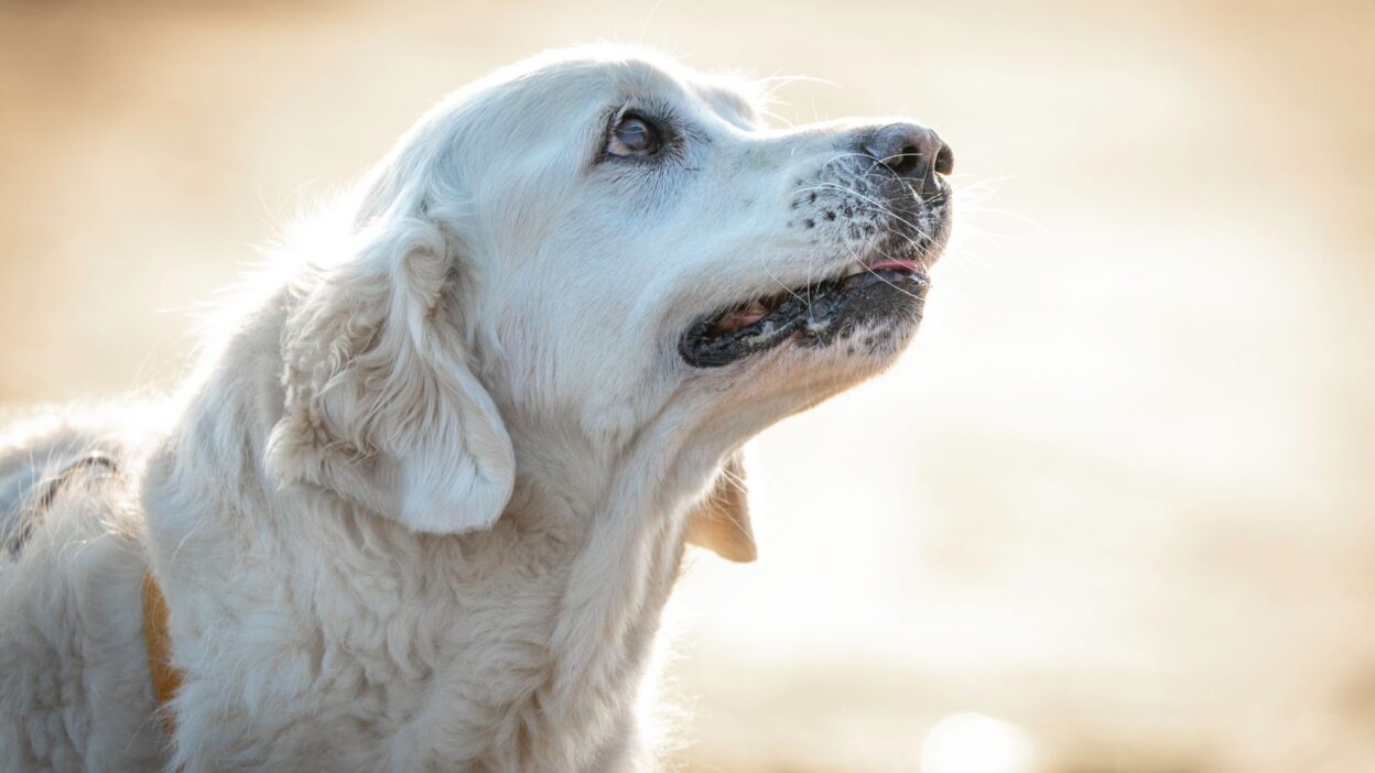 dog lifespan 33274372