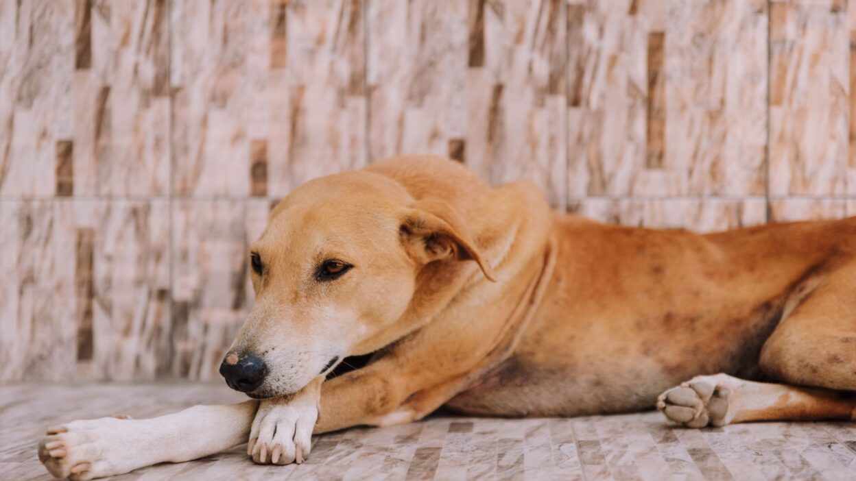 dog vomiting 16563079
