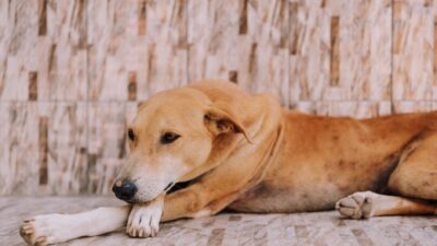 dog vomiting 16563079