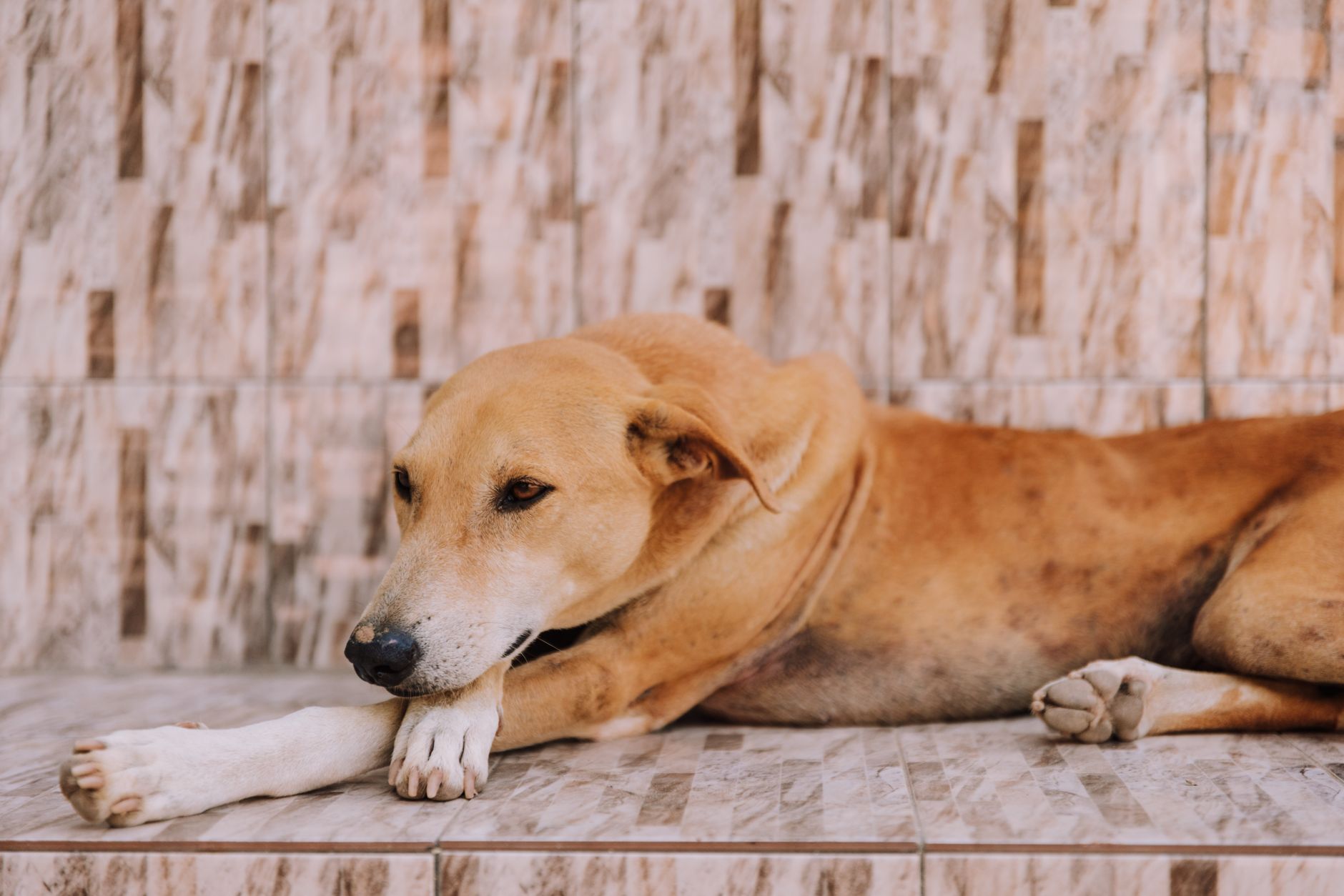 Köpeklerde Kusma Neden Olur ve Ne Zaman Veterin...