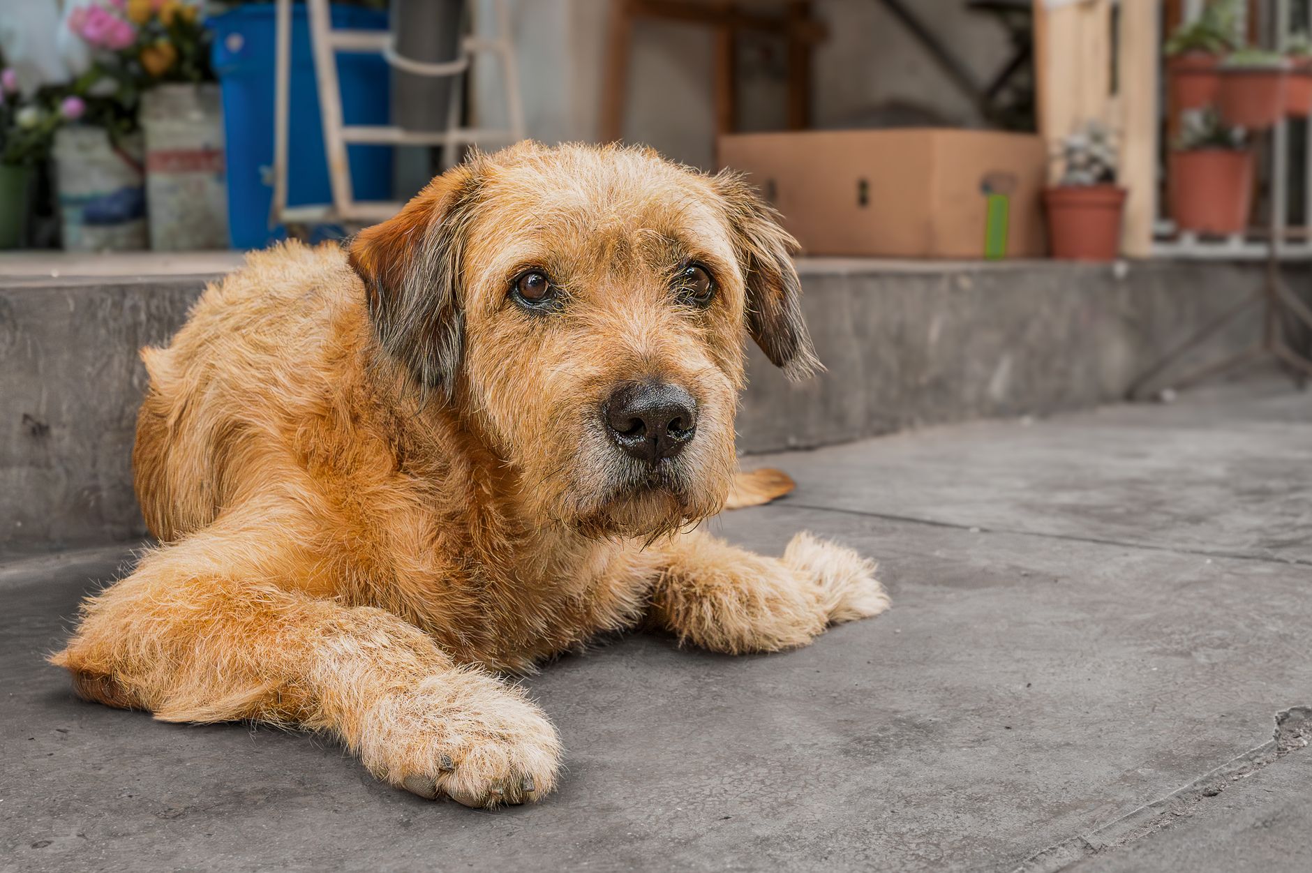 Köpeklerde Kusma Neden Olur ve Ne Zaman Veterin...