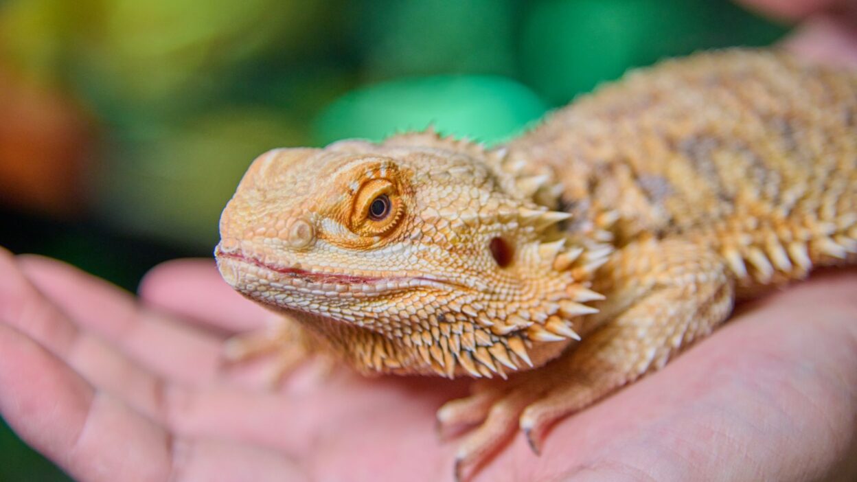 exotic pet veterinarian 29993696