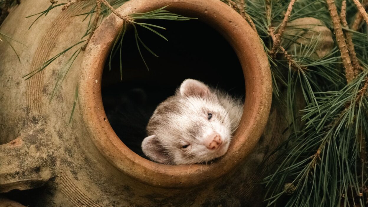 hamster pet 37387662