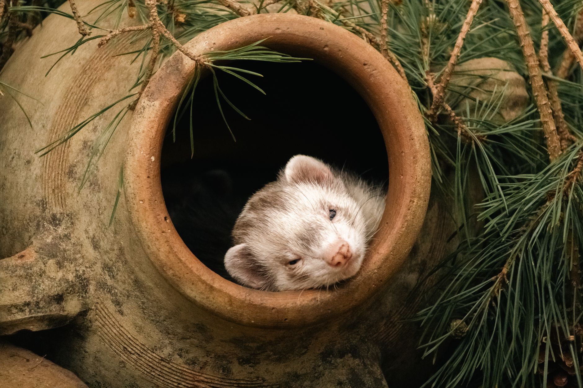 Hamster Bakımı İçin Temel Bilgiler