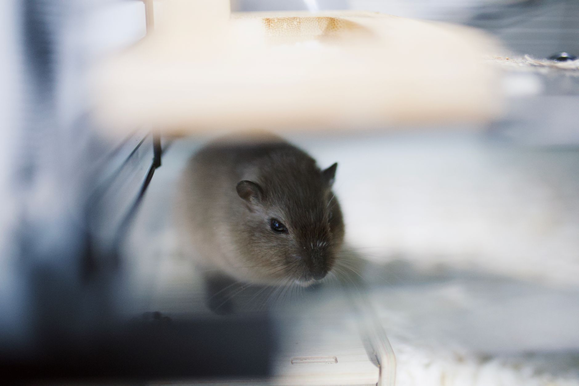 Hamster Bakımı İçin Temel Bilgiler