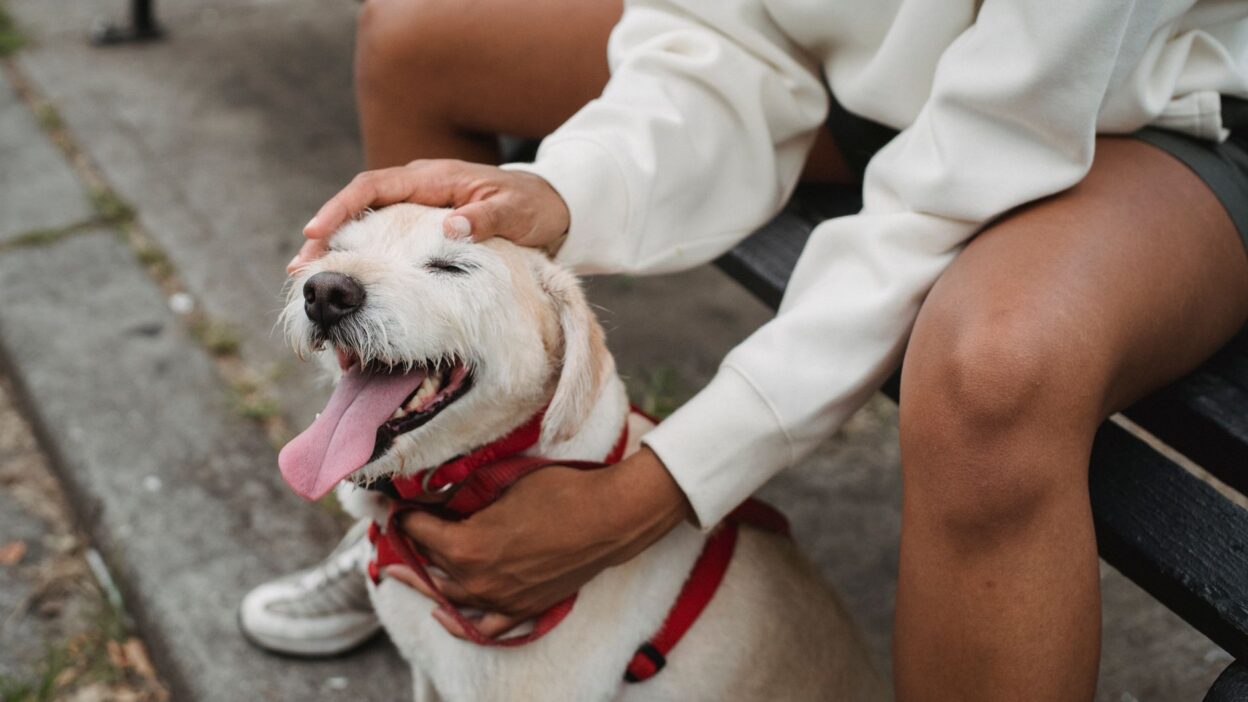 pet summer health 5257628