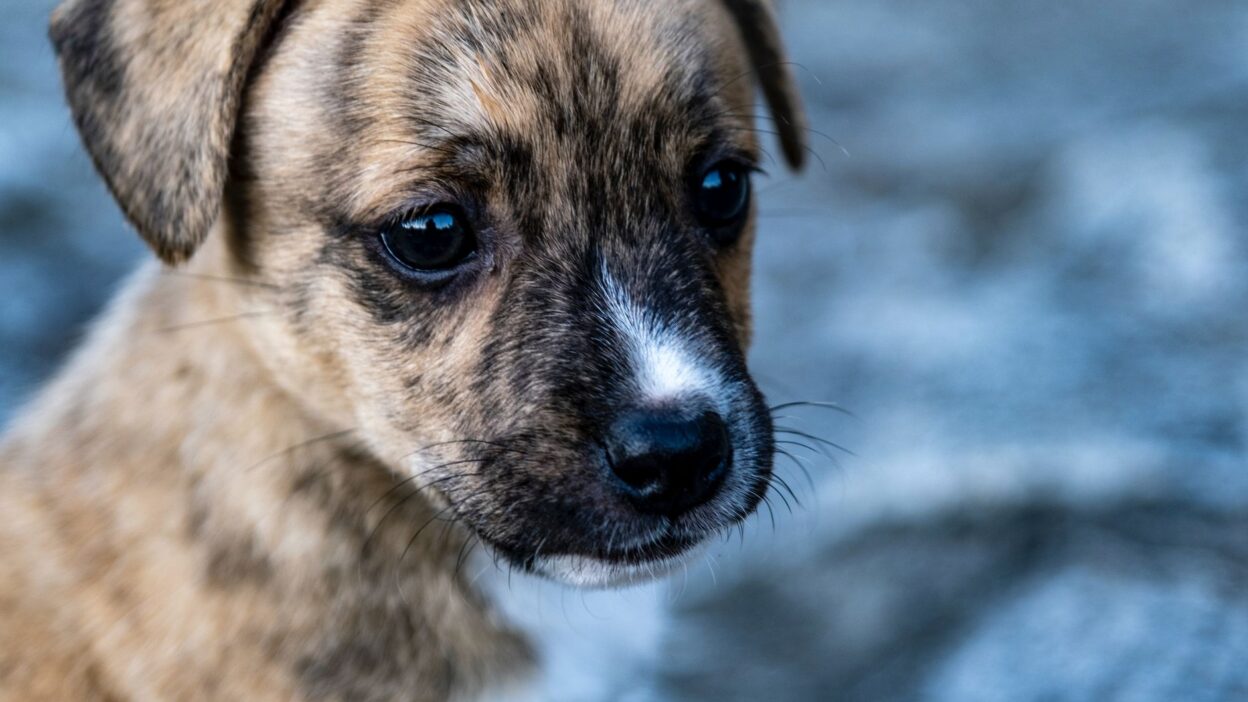 puppy veterinarian 5372606