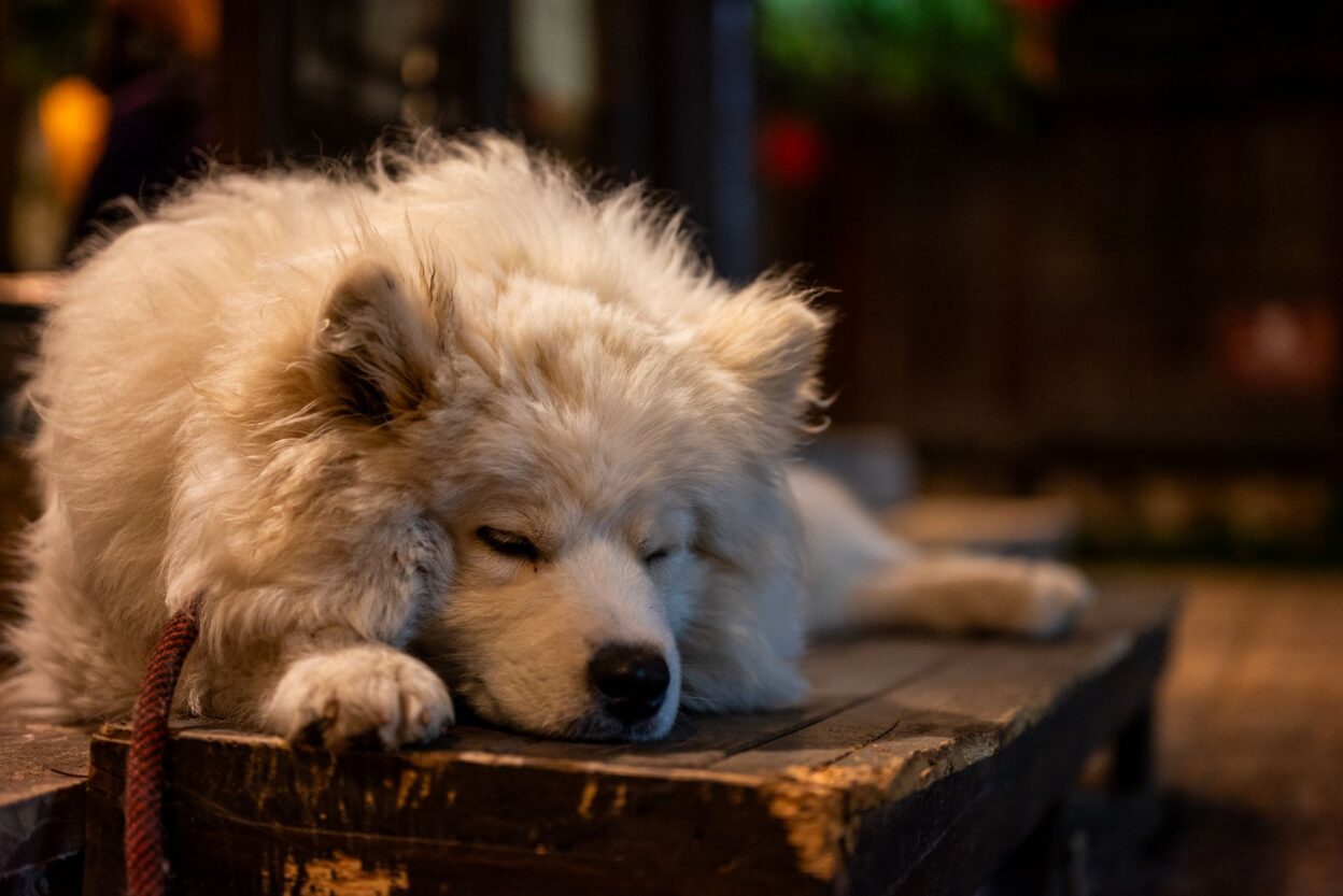sleepy dog 32064329