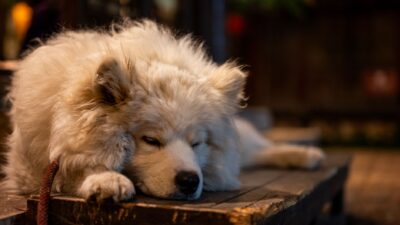 sleepy dog 32064329