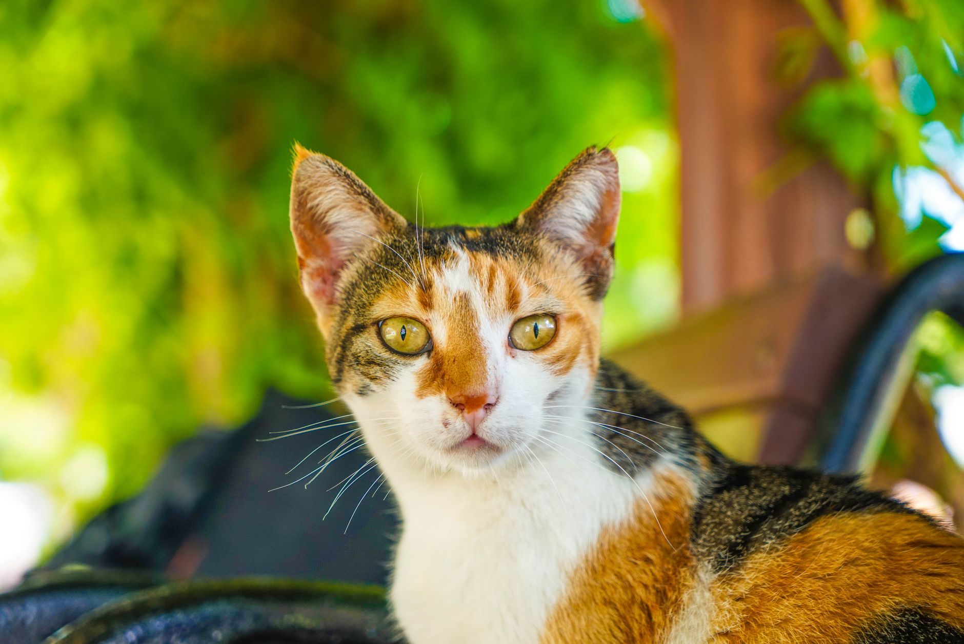 Veterinere Gitmeyi Erteleyenlerin En Çok Pişman...