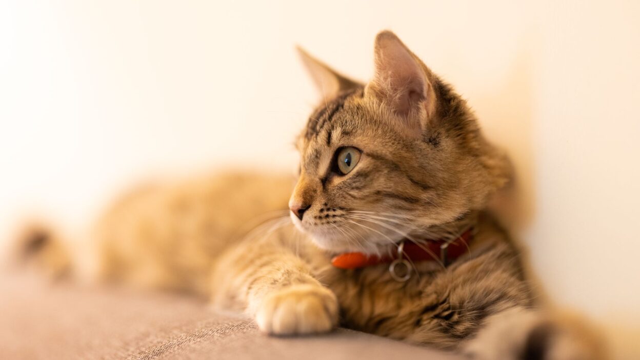 veterinarian cat 9709428