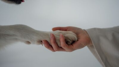 veterinarian checkup 18851068