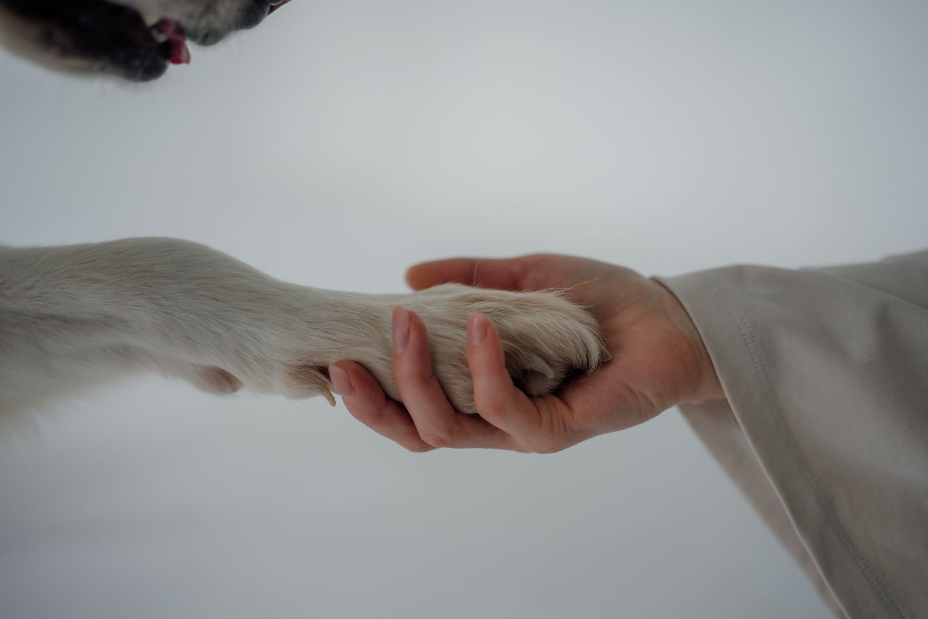 Veterinere Gitmek İçin Hasta Olmayı Beklemeyin