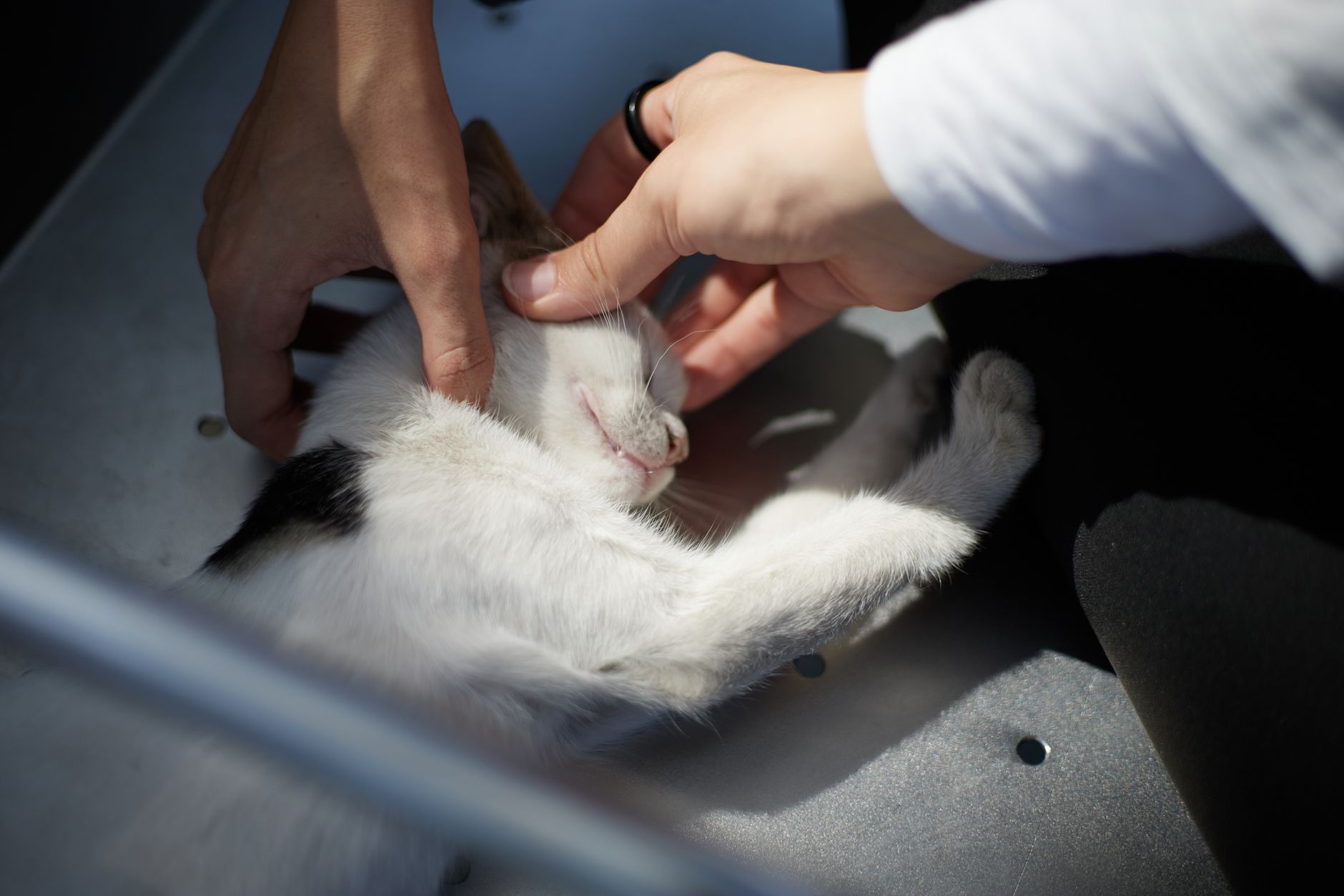 Veterinere Gitmek İçin Hasta Olmayı Beklemeyin