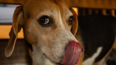 veterinary checkup 40075706