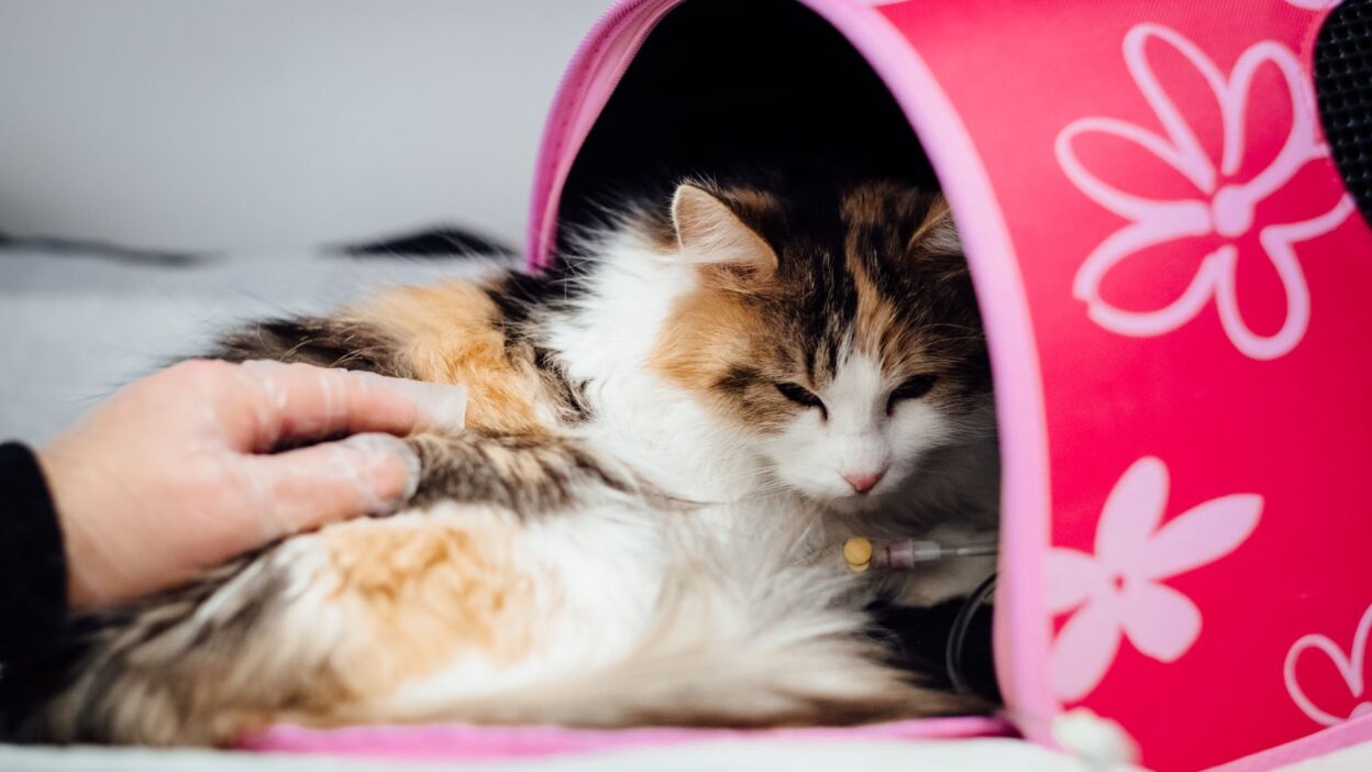 veterinary checkup 4074726